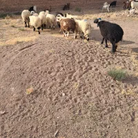 بره نر رگایی