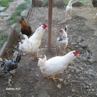 پنج عدد خروس گلین