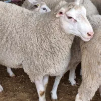 فروش بره نژاد رومن نر و ماده|حیوانات مزرعه|قزوین, |دیوار