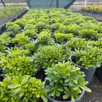 پیتسپروم  میخک هندی میخک ژاپنی