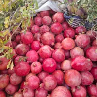 انار مزرعه نو عقدا و رب انار