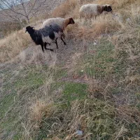 3گوسفند سالم با گارانتی