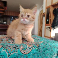 گربه اسکاتیش  و بریتیش|گربه|اصفهان, سعادت‌آباد|دیوار