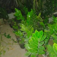 گل سانسوریا  و زانفولیا|گل و گیاه طبیعی|سپیدان, |دیوار