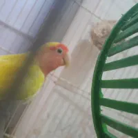 کوتوله و عروس سخن گو