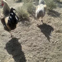 خروس محلی چهل تاج کاکلی فراسوی و...|حیوانات مزرعه|جوادآباد, |دیوار