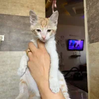 واگذاری گربه رایگان