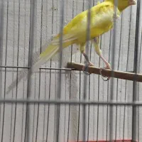 جفت گرینچیک دستی بالغ،قناری نر ،جفت برزیلی بالغ|پرنده|چهارباغ, |دیوار