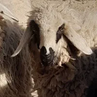 بره ماده چاق