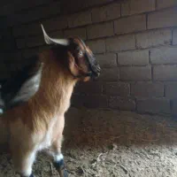 کره نر|حیوانات مزرعه|زرند, |دیوار