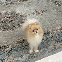 واگذاری سگ پامر خرسی نر