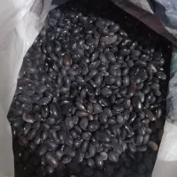 فروش لوبیا سیاه به قیمت مناسب و کیفیت بالا