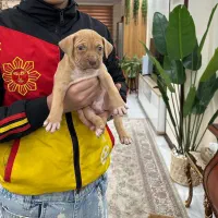 توله پیتبول نر