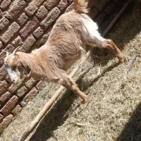 کهره|حیوانات مزرعه|نرماشیر, |دیوار