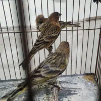 گلبسر جوجه قفس|پرنده|ماکو, |دیوار