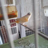 فناری نر موزایکی سرخ اصل اوجینال