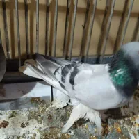 یک جفت کبوتر  سبز شهری درجه یک