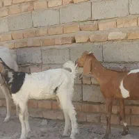 گوسفند|حیوانات مزرعه|خاش, |دیوار