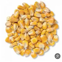 ذرت دانه محلی ایرانی