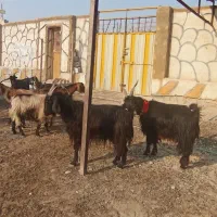 ۲۰راس بز ابستن و زاییده|حیوانات مزرعه|برازجان, |دیوار