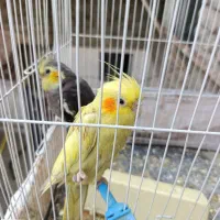 عروس هلندی