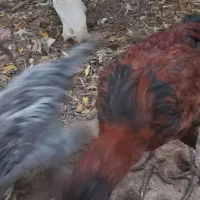 قاز اردک خروس|حیوانات مزرعه|پاکدشت, پاکدشت (مامازند)|دیوار