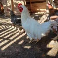 فروش مرغ و خروس|حیوانات مزرعه|گمیشان, |دیوار