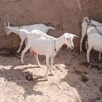 خوب|حیوانات مزرعه|تربت جام, میان جام|دیوار