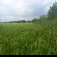 متقاضی اجاره زمین کشاورزی