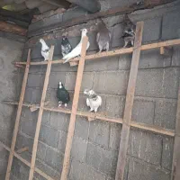 کبوتر پرشی