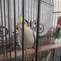 طوطی عروس زعفرانی|پرنده|همدان, |دیوار