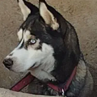 هاسکی ماده اصیل