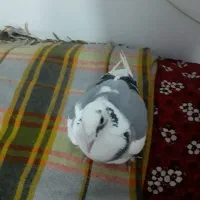 کبوتردوبرصیدشده|پرنده|سراب, |دیوار