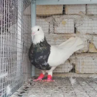 طوقی 7 رنگ|پرنده|شیراز, شهدای شهرک سعدی|دیوار