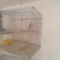 ماده سره قناری