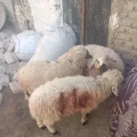 پنج عدد بره نر دونه 11تومن