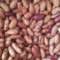 حبوبات|خوردنی و آشامیدنی|شیراز, عادل آباد|دیوار