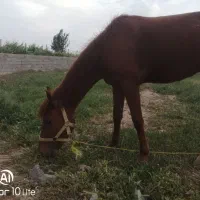 اسب|اسب و تجهیزات اسب‌سواری|خلیل آباد, |دیوار