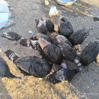 بوقلمون 2ساله|حیوانات مزرعه|مرند, |دیوار