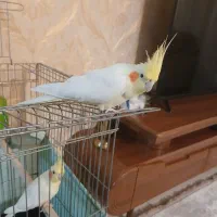عروس هلندی  جفت