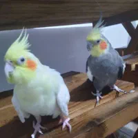 عروس هلندی مولد