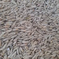 ۳۰۰ کیلو. جو  فروش