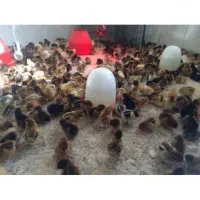 جوجه گلپایگان‌