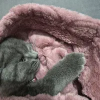 بچه گربه اسکاتیش دبل فولد|گربه|کرج, خرمدشت|دیوار