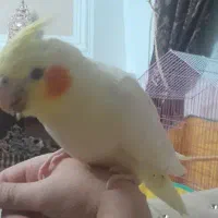 جوجه عروس هلندی لوتینو|پرنده|کرمانشاه, |دیوار