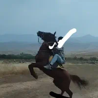 اسب|اسب و تجهیزات اسب‌سواری|نهاوند, |دیوار