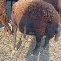 گوسفند|حیوانات مزرعه|سلماس, |دیوار