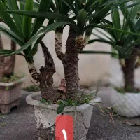 یوکا بونسای