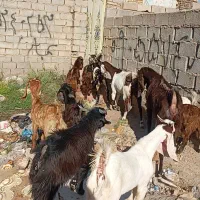 بز مطفل و ابستن و کهره ابستن شکم ۱ و نر پلنگی نجدی|حیوانات مزرعه|اهواز, گلدشت|دیوار