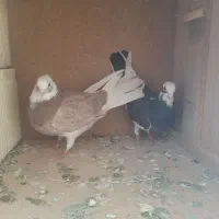 کبوتر|پرنده|کرمانشاه, |دیوار